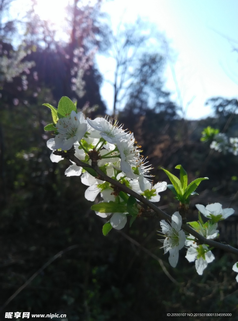 李子花特写图片