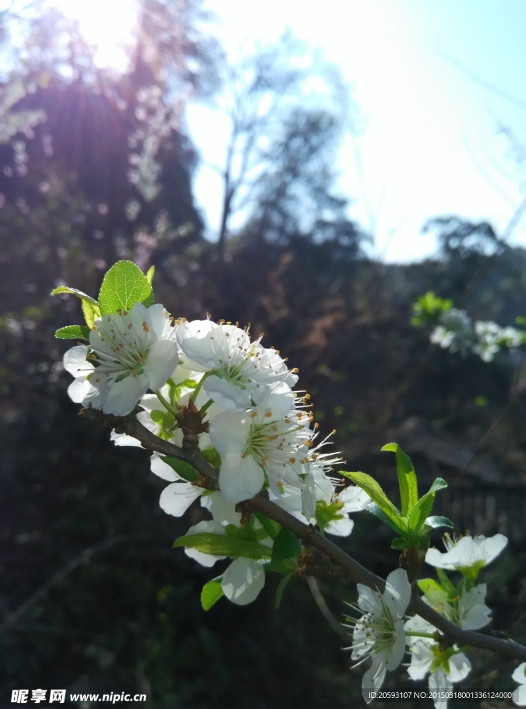 李子花特写图片