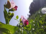 豌豆花特写图片