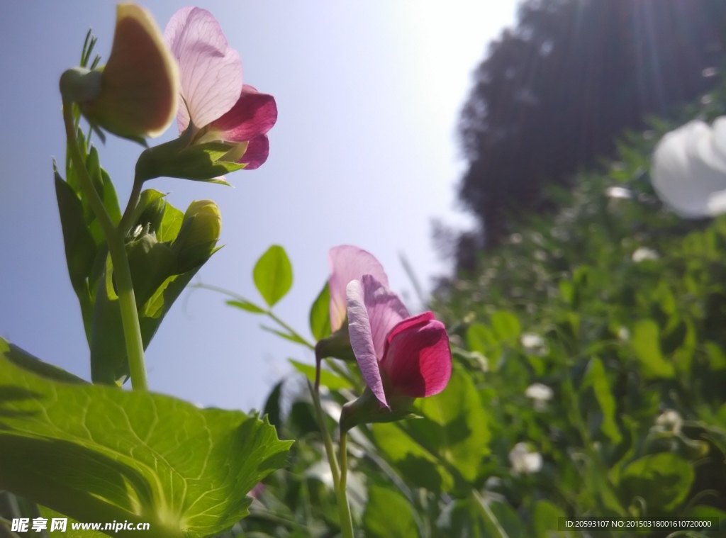 豌豆花特写图片