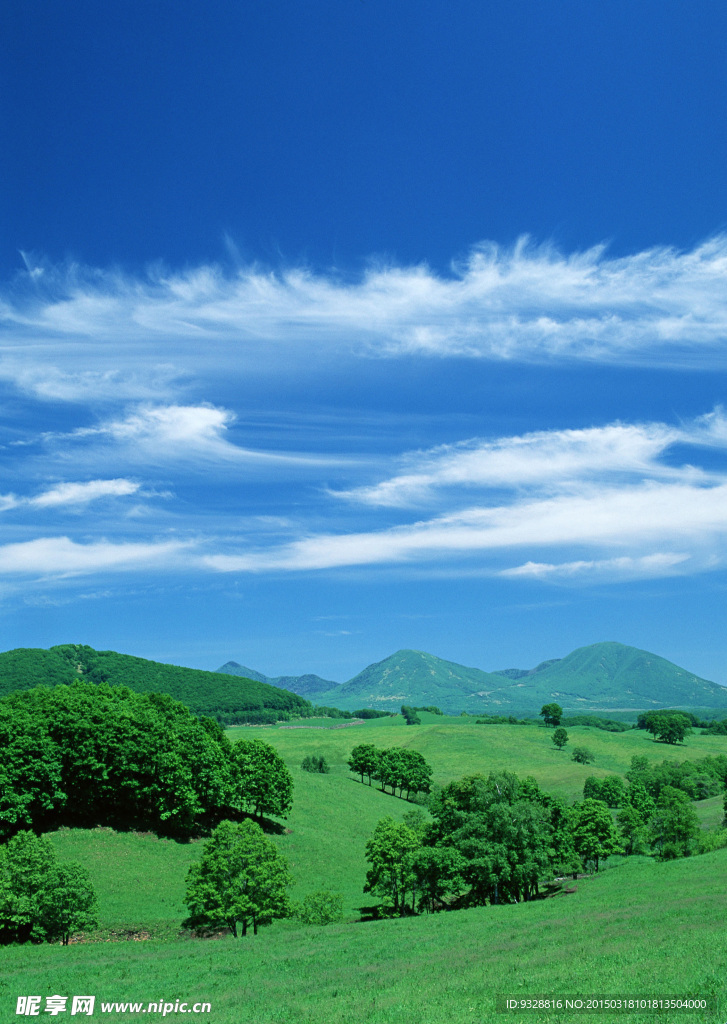草地