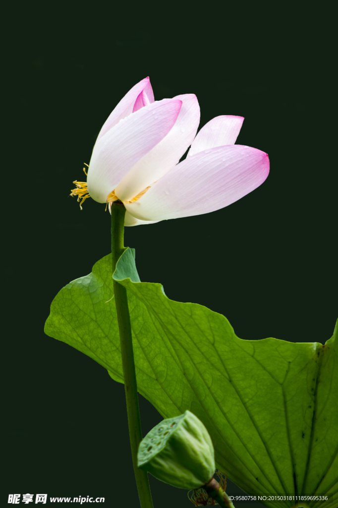 荷花