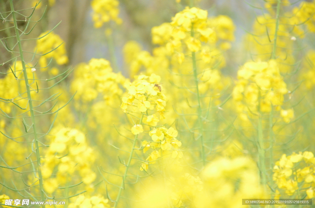 油菜花