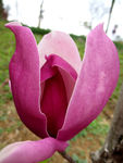 木兰花