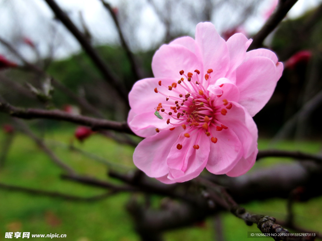 桃花