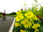 油菜花