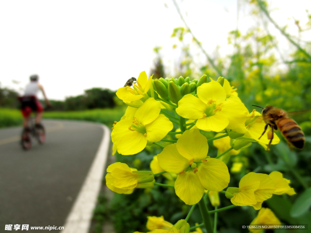 油菜花