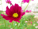 非洲菊
