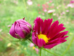 非洲菊