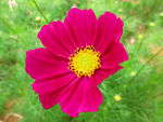 非洲菊