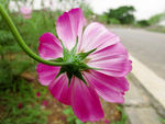 非洲菊