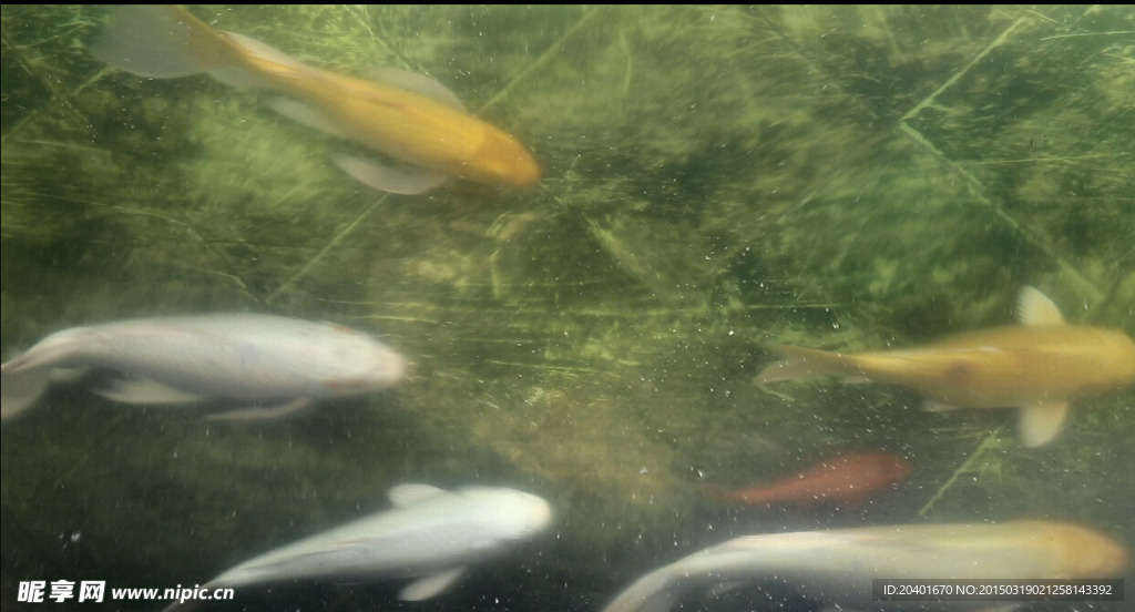 水中游过的魚