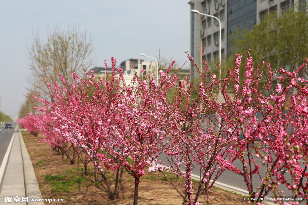 桃花