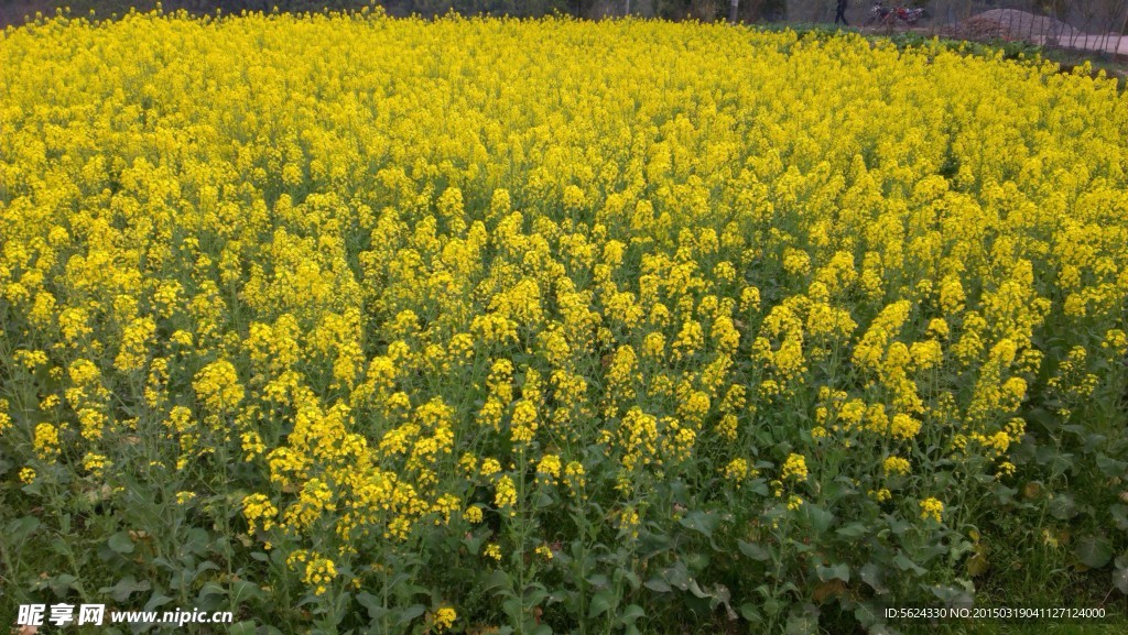 油菜花