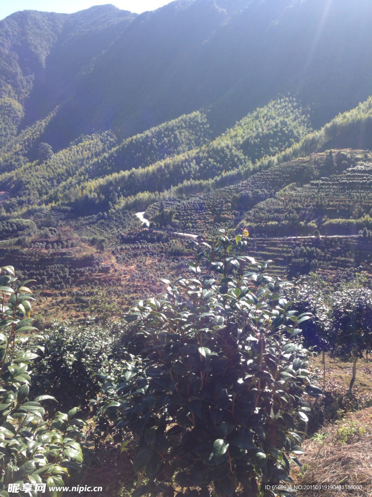 乡下 农村 风景 茶林 竹林