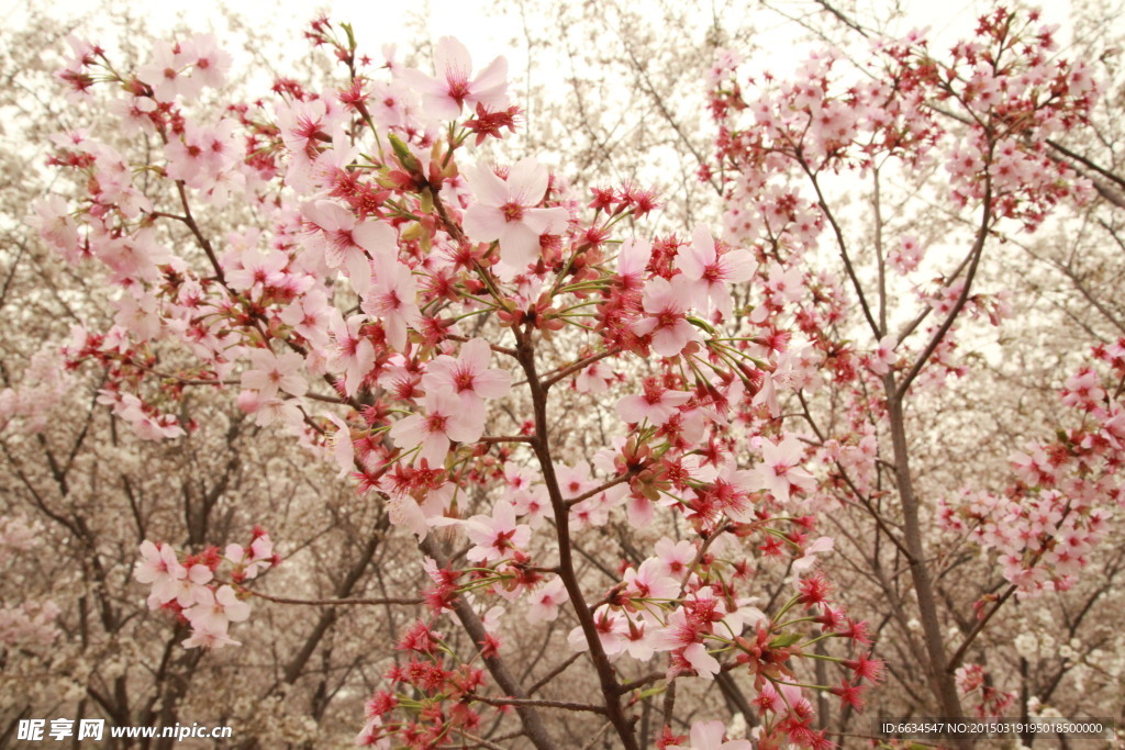 樱花