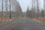 路边白杨