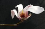 玉兰花