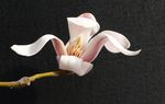 玉兰花