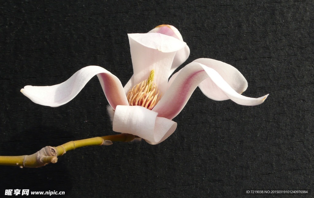 玉兰花