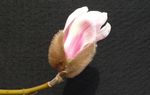 玉兰花