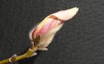 玉兰花