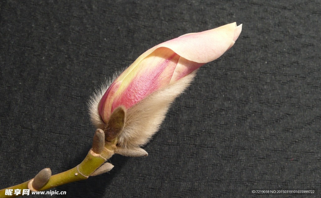 玉兰花