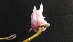 玉兰花