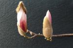 玉兰花