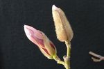 玉兰花