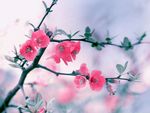 红花