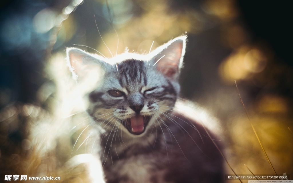 可爱小猫
