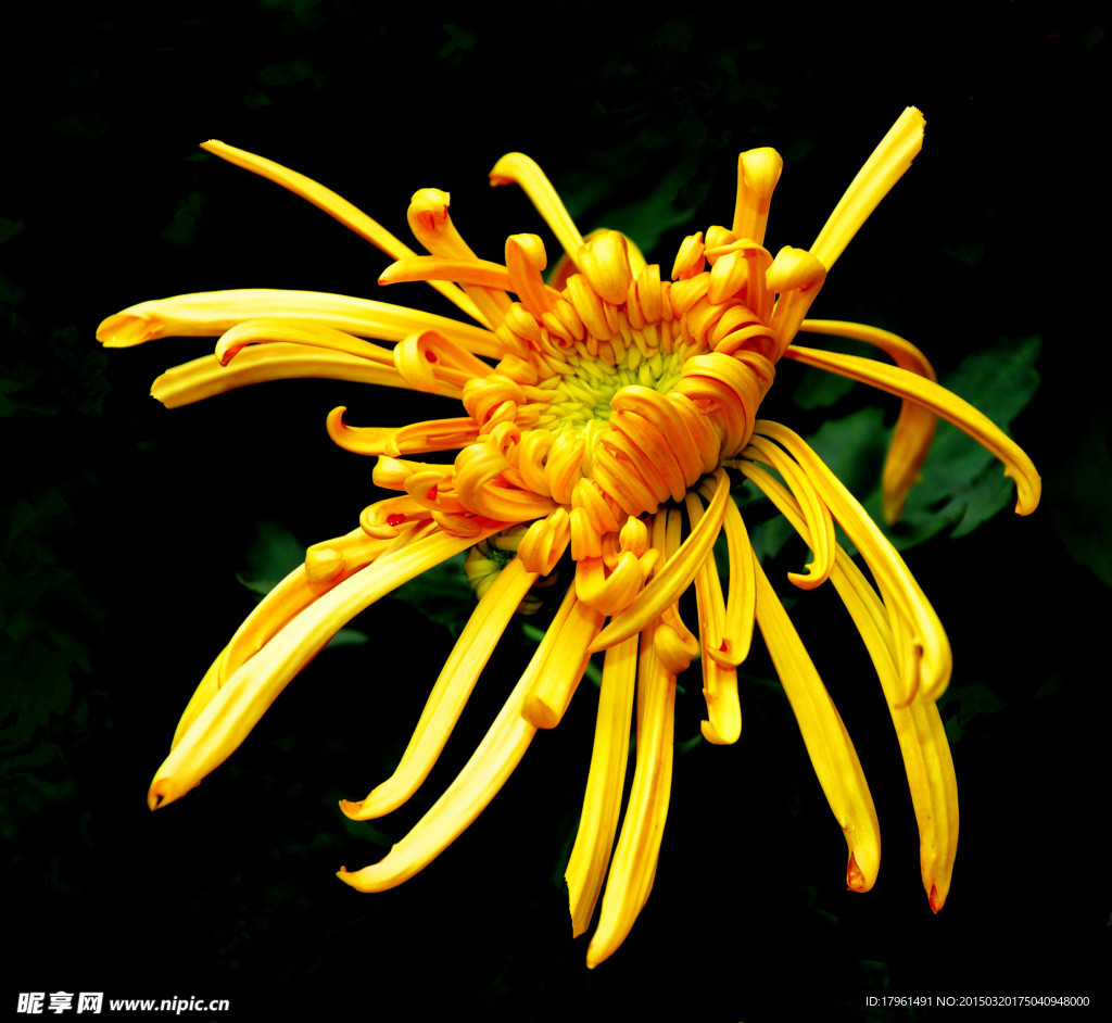 唯美菊花