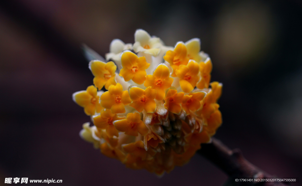 打结花