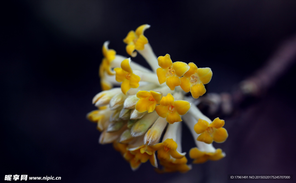 打结花