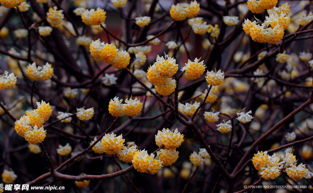 打结花