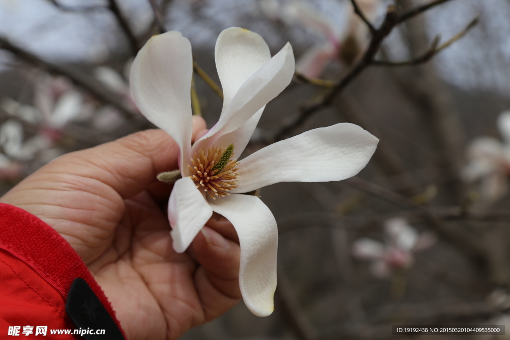 玉兰摄影图__花草_生物世界_摄影图库_昵图网nipic.com
