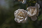 白色玫瑰摄影图