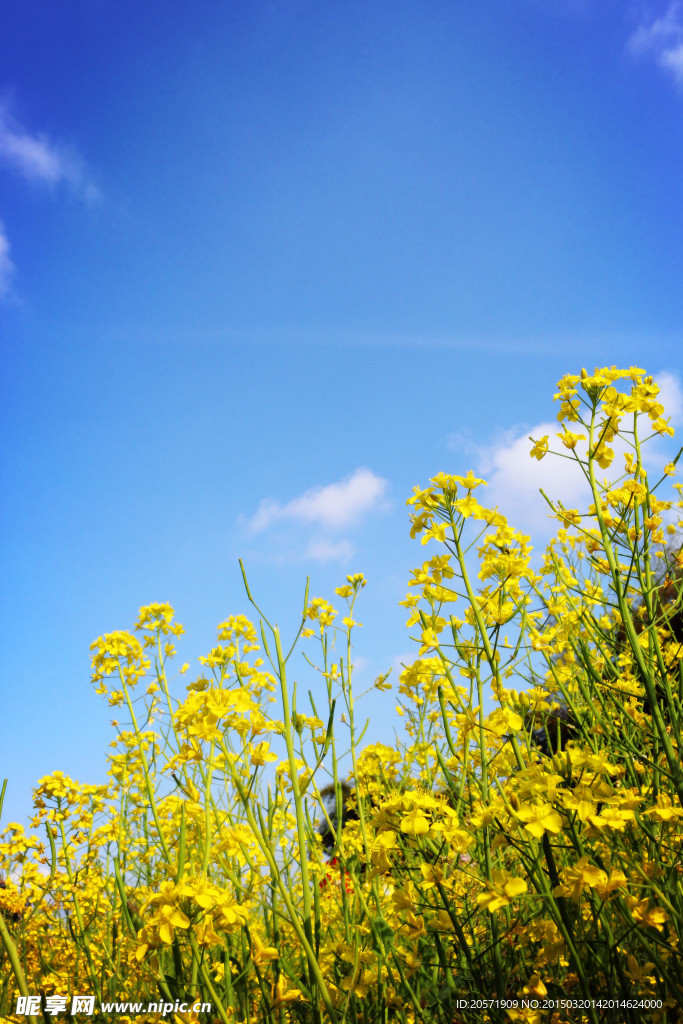 油菜花天空