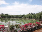 公园风景