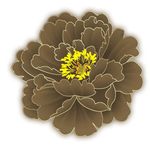 牡丹花