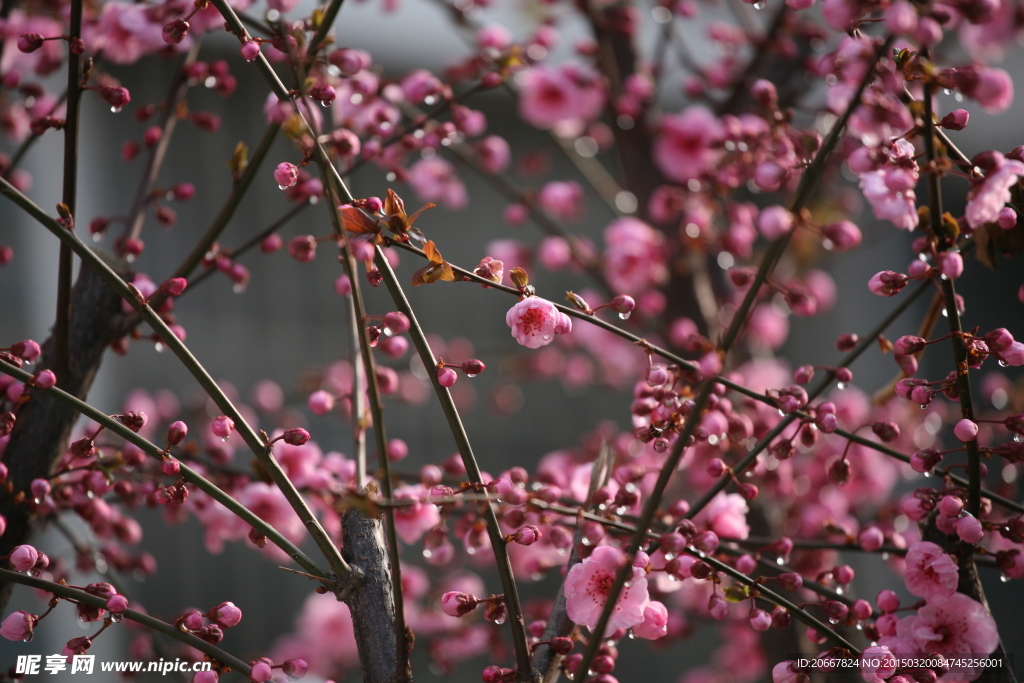 桃花