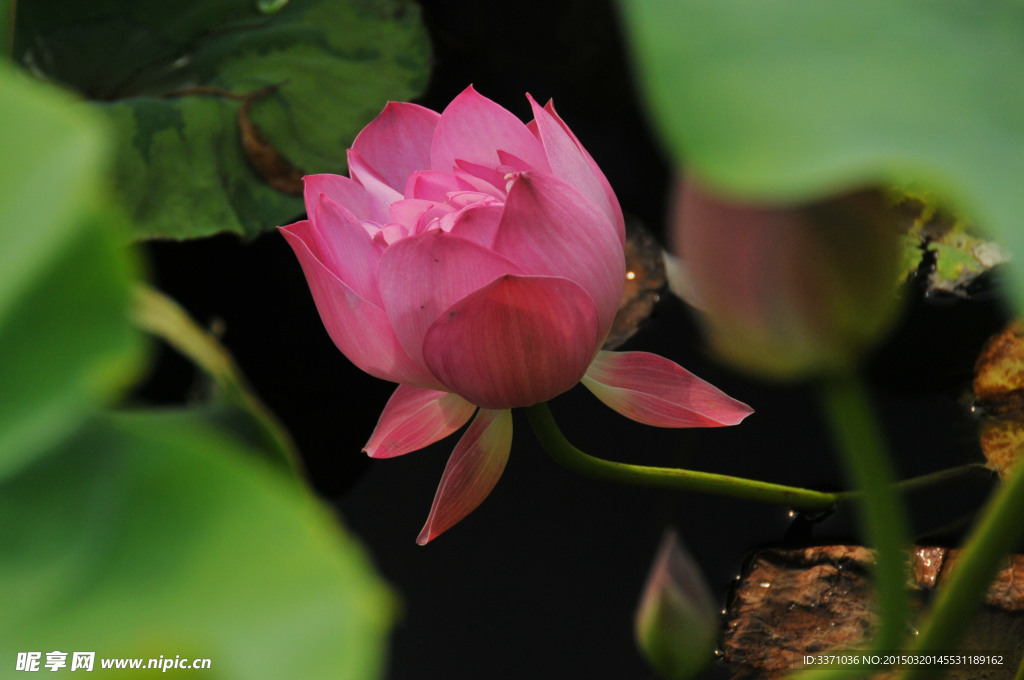 莲花
