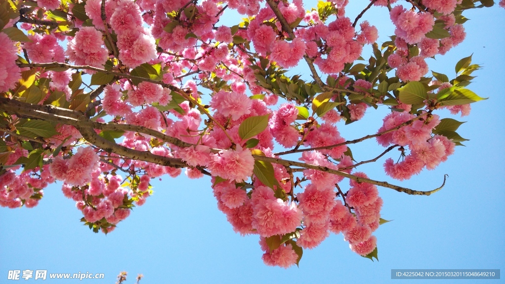 樱花