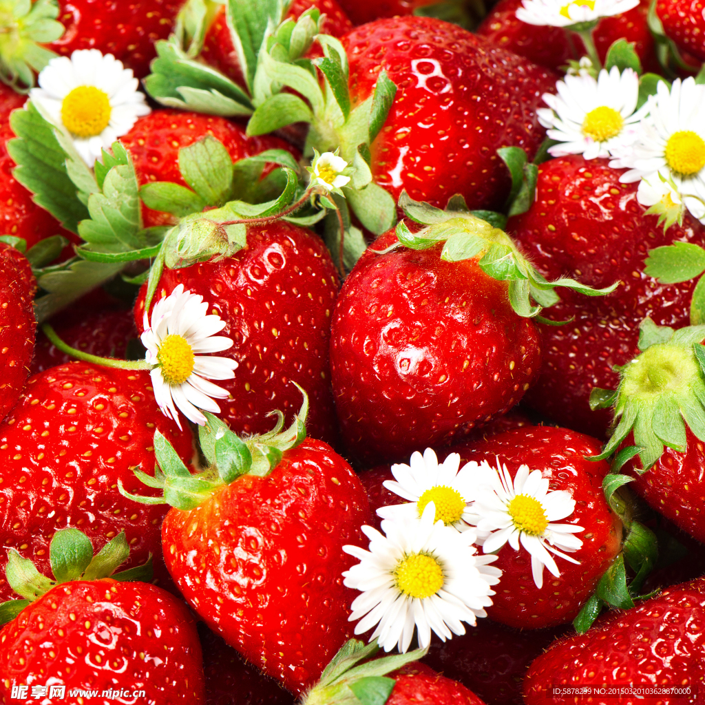 草莓花儿