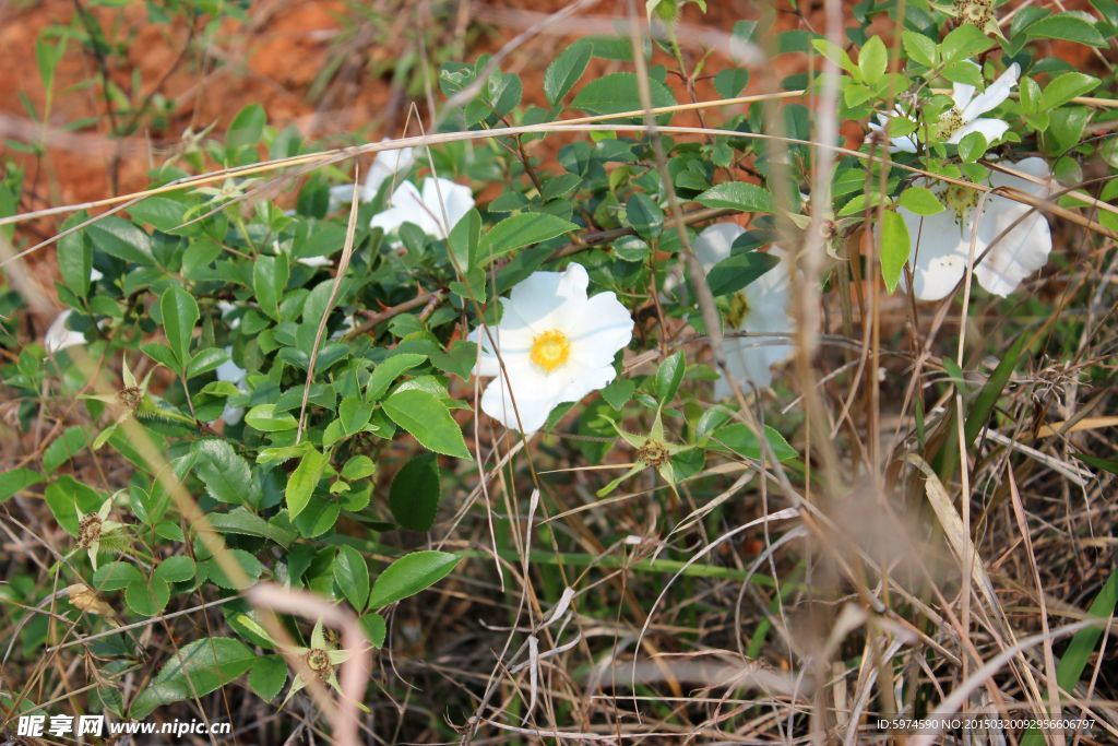 油茶花