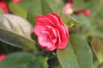 山茶花
