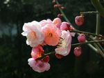 梅花