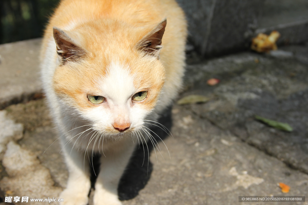猫