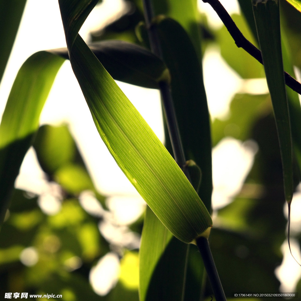 唯美绿叶